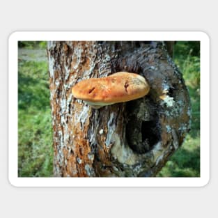 Mushroom on tree trunk Sticker